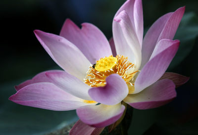 Close-up of pink flower