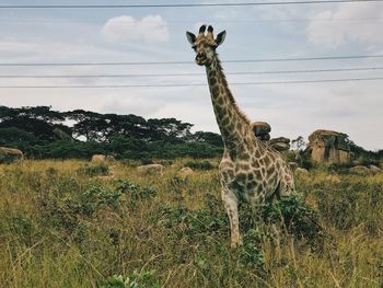 Giraffe on field against sky