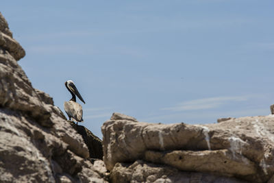 Side view of a bird against calm sea