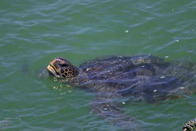 High angle view of turtle swimming in sea