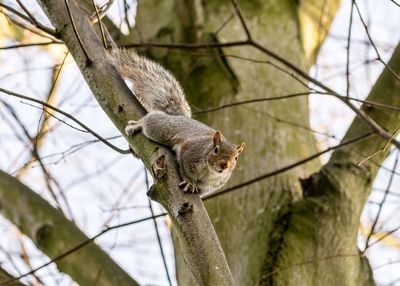 Low angle view of grey squirrel on tree