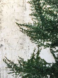 Creeper plants growing on old wall