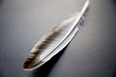 High angle view of feather on table