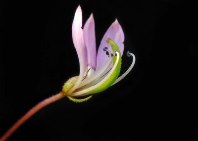 Close-up of pink flower blooming against black background