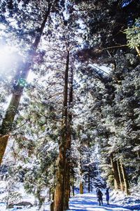 Low angle view of trees