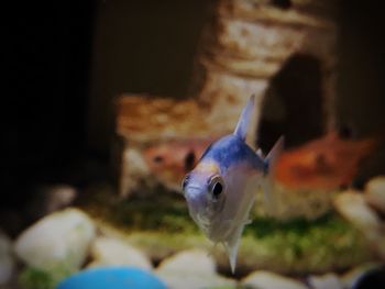 Close-up of fish swimming in aquarium