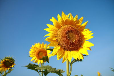 Low angle view of sunflower against sky