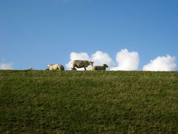 Sheep grazing in a field