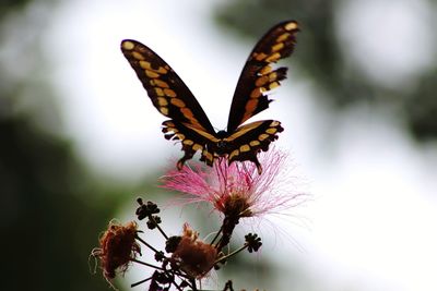 Close-up of butterfly pollinating on flower