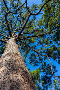 Low angle view of tree against clear blue sky