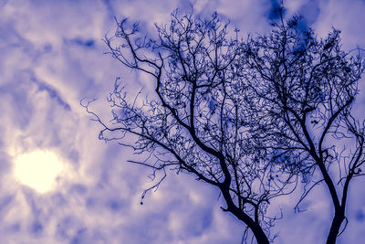 Low angle view of bare tree against sky