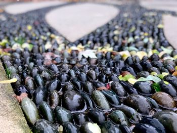 Close-up of pebbles