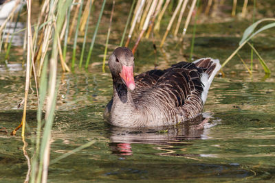 Swan swimming in lake