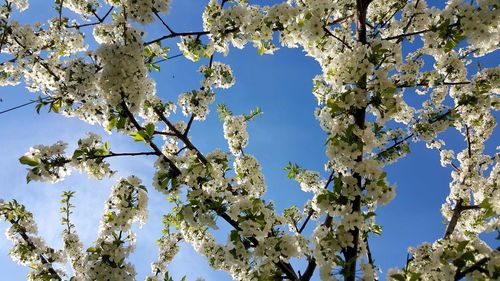 Low angle view of cherry blossom against clear sky