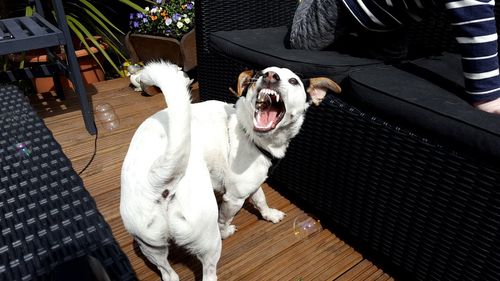 High angle view of dog barking