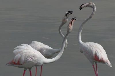 White birds in a lake