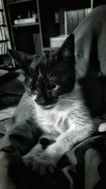 Close-up portrait of cat relaxing on bed at home