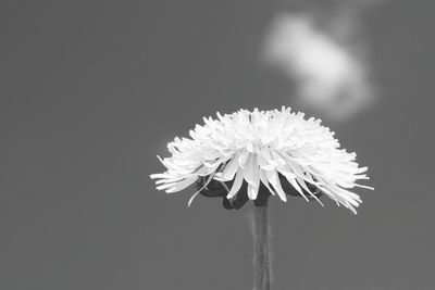 Close-up of white flower against black background