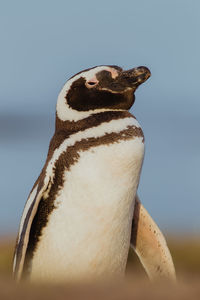 Magellanic penguin in patagonia.