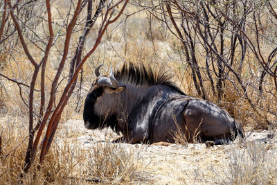 Lion relaxing in a field