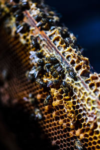 Close-up of bee on leaf