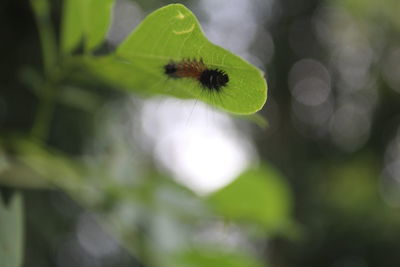 Close-up of insect on plant