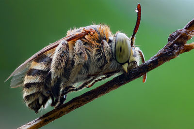 Close-up of insect on plant