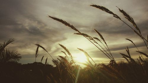 Plants growing against cloudy sky during sunny day