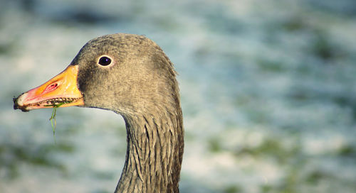 Close-up of a bird