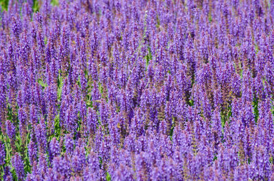 Full frame shot of lavender field