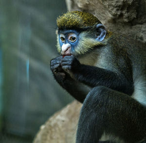 Close-up of monkey sitting on rock