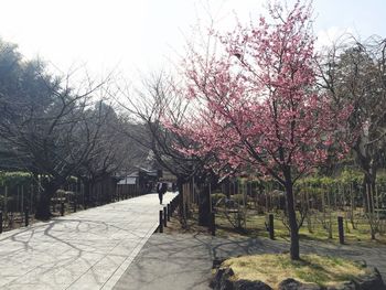 Road passing through forest