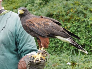 Close-up of hawk perching on human hand