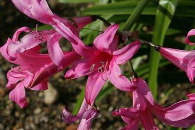 Close-up of pink flower