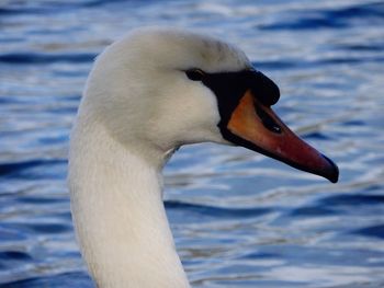 Close-up of bird in water