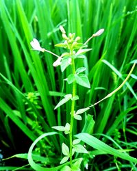 Close-up of fresh green plant on field