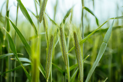 Close-up of stalks in field