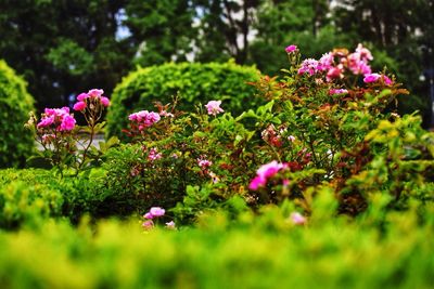 Close-up of pink flowers blooming in field