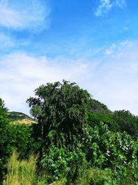 Low angle view of trees against sky
