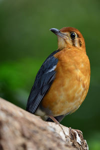 Portrait of an orange headed ground thrush 