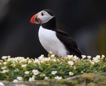 Close-up of bird perching on a plant