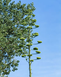 Low angle view of tree against clear blue sky