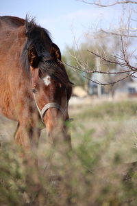 Close-up of a horse