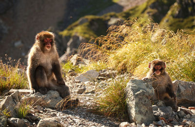 Monkey sitting on rock