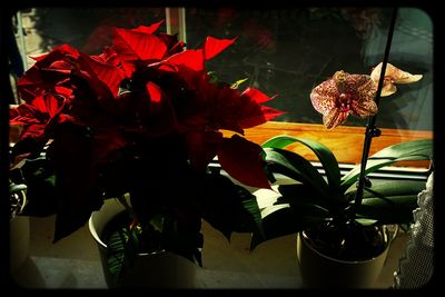 Close-up of potted plant