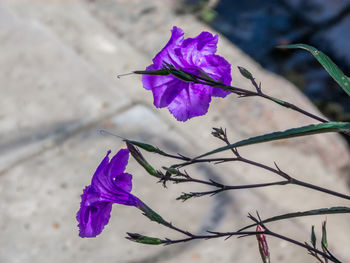 Close-up of purple flowering plant