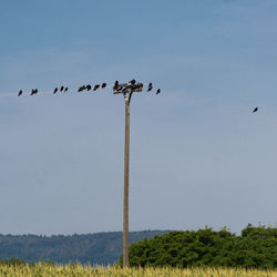 Low angle view of birds perching on power line against sky