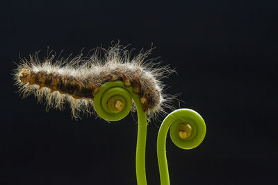 Caterpillar on fern