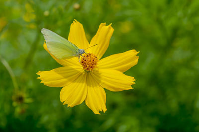 Close-up of butterfly pollinating on yellow flower