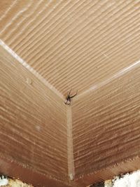 High angle view of insect on wood